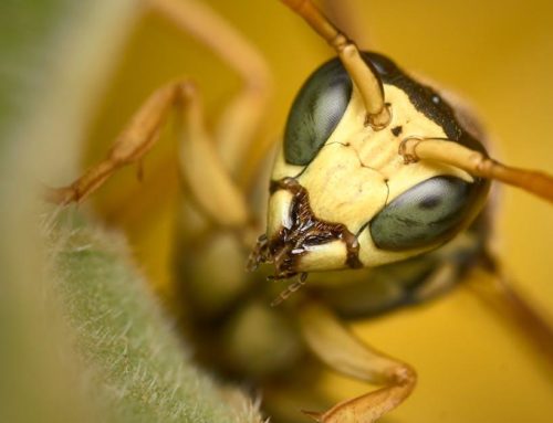 Fjernelse af hvepsebo: En guide til sikker bekæmpelse af hvepse